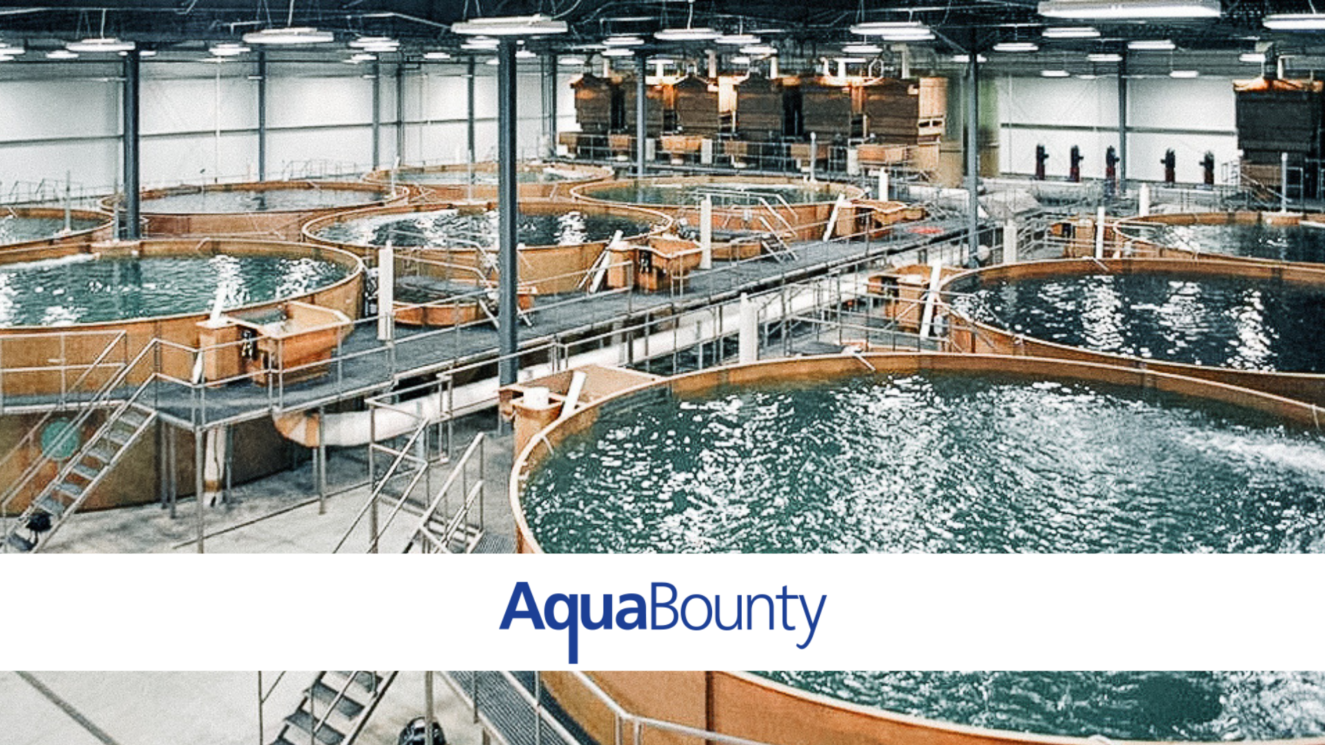 Indiana fish farm poised to make history with modified salmon Agrinovus Indiana